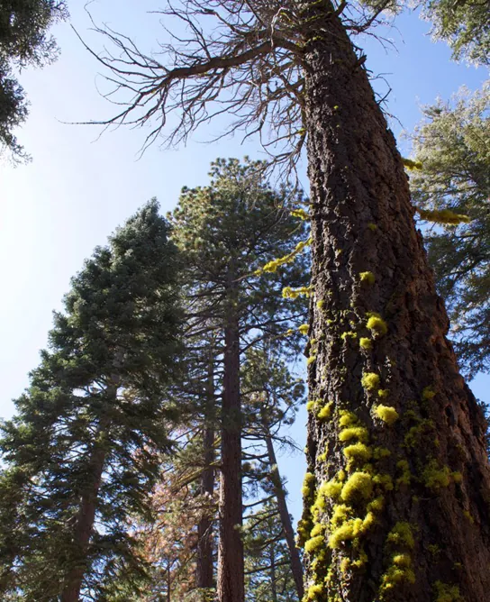 Photo shows a tall pine tree covered with green lichen.