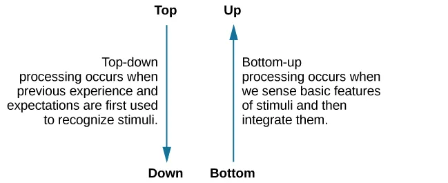 The figure includes two vertical arrows. The first arrow comes from the word “Top” and points downward to the word “Down.” The explanation reads, “Top-down processing occurs when previous experience and expectations are first used to recognize stimuli.” The second arrow comes from the word “bottom” and points upward to the word “up.” The explanation reads, “Bottom-up processing occurs when we sense basic features of stimuli and then integrate them.”