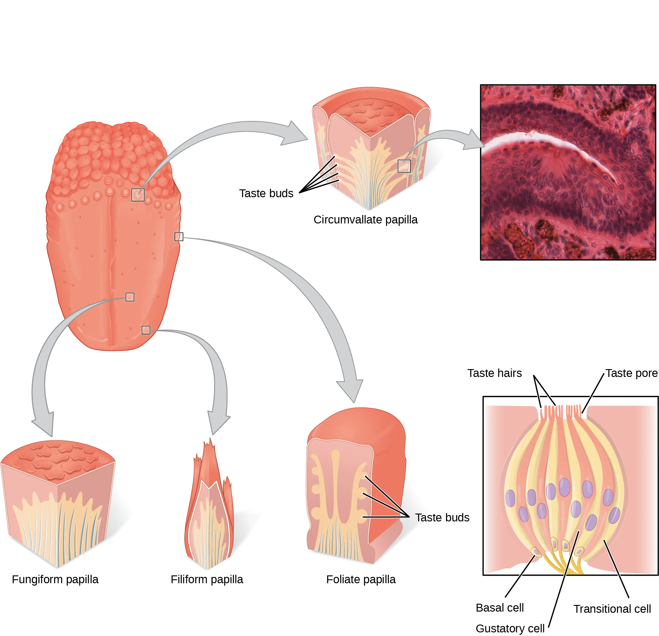 The left panel shows the image of a tongue with callouts that show magnified views of different parts of the tongue. The right panel shows a micrograph of the circumvallate papilla, and the bottom right panel shows the structure of a taste bud.  At the surface, the taste bud has hair like projects that are labeled taste hairs.  These extend up through a taste pore, and lead to a basal cell, gustatory cell, and transitional cell.