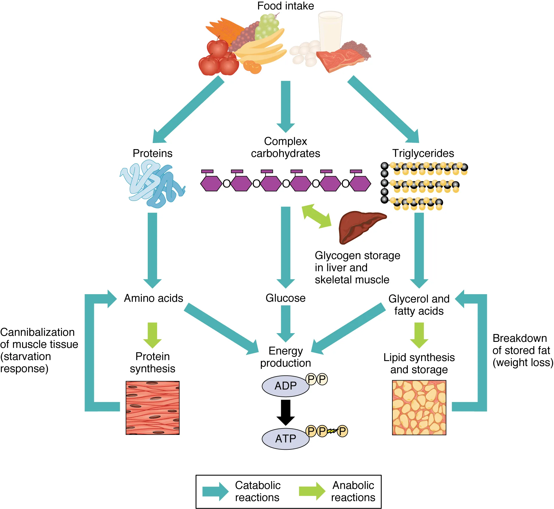 This flowchart shows how food is modified into lipids, carbohydrates, and protein, and the various catabolic reactions which convert food into energy.