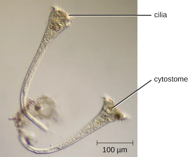 A micrograph of long trumpet shaped cells. The wide part of the cell has an oval structure labeled cytostome and small projections labeled cilia.