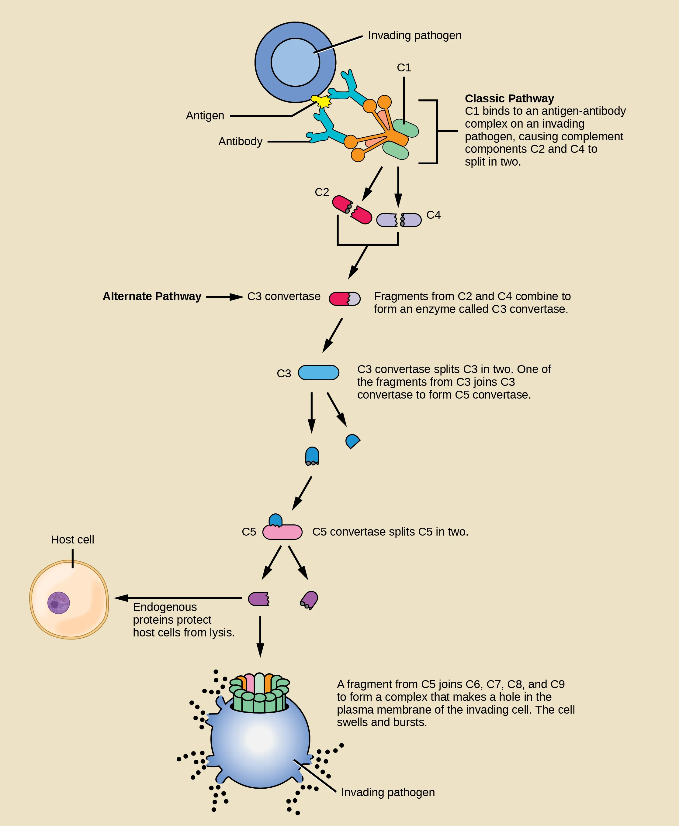 Illustration shows an invading pathogen with an antigen on its surface. In the classic pathway for complement activation, host antibodies bind the antigen, and C 1 binds the antibody. The C 1-antibody complex causes C 2 and C 4 each to split in two. Fragments from C 2 and C 4 each joins together to form an enzyme called C 3 convertase. C 3convertase splits C 3 in two. One of the fragments from C 3 joins C 3 convertase to form C 5 convertase. C 5 convertase splits C 5 in two. A fragment from C 5 joins C 6, C 7, C 8, and C 9 to form a complex that makes a hole in the plasma membrane for the invading cell. The cell swells and bursts. In the alternative pathway, C 3 convertase spontaneously splits C 3 in two and the rest of the pathway proceeds the same as the classic pathway. Host cells are protected from complement by the presence of endogenous proteins.