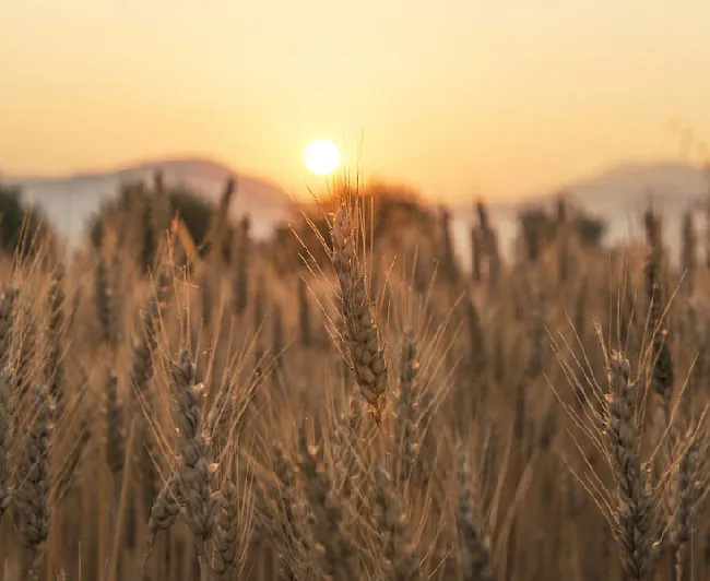A picture of a wheat field is shown in front of mountains with the sun setting on a yellow and orange background. The wheat is brown and has pear-shaped kernels at the top bunched together in long strands with thin sticks poking out all over.