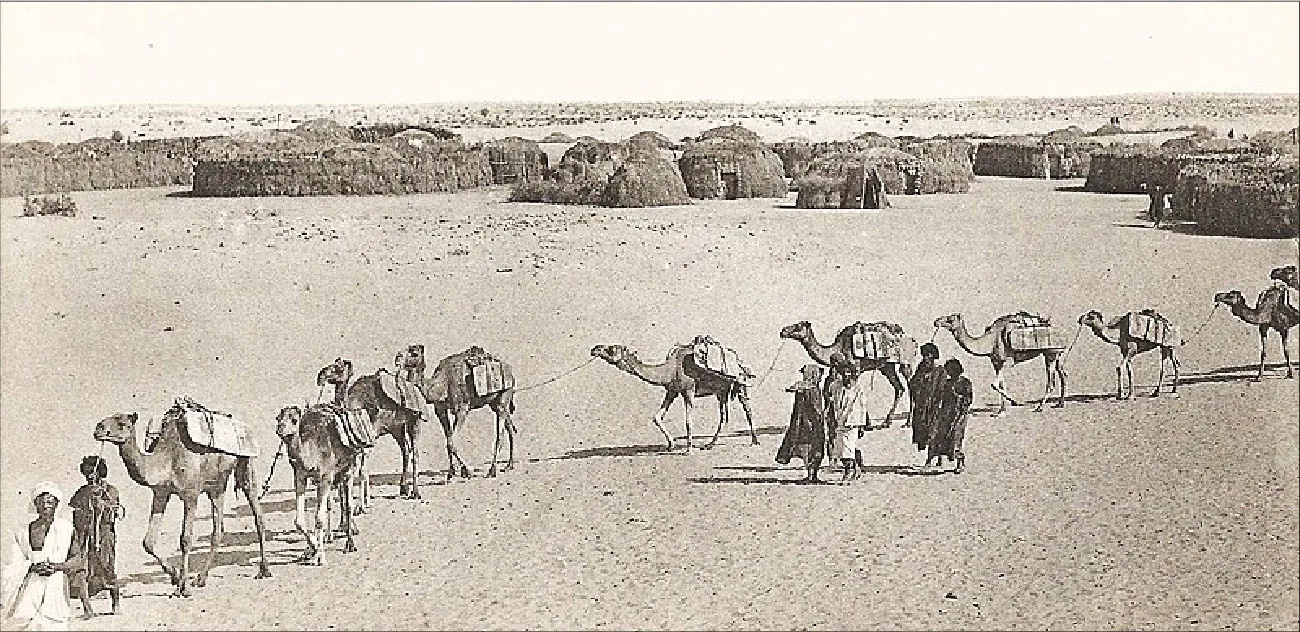 A sepia colored photograph is shown of a dry, sandy desert with simple round huts with rectangle doors in the background. In the front, a line of nine camels linked together with rope walks with rectangular slabs tied at their sides. Two figures lead the line dressed in long robes in white and dark colors with matching cloths tied on their heads. By the sixth camel, fives figures walk dressed in long robes and cloths on their heads in white and dark colors. The background shows the dry desert and a white sky.