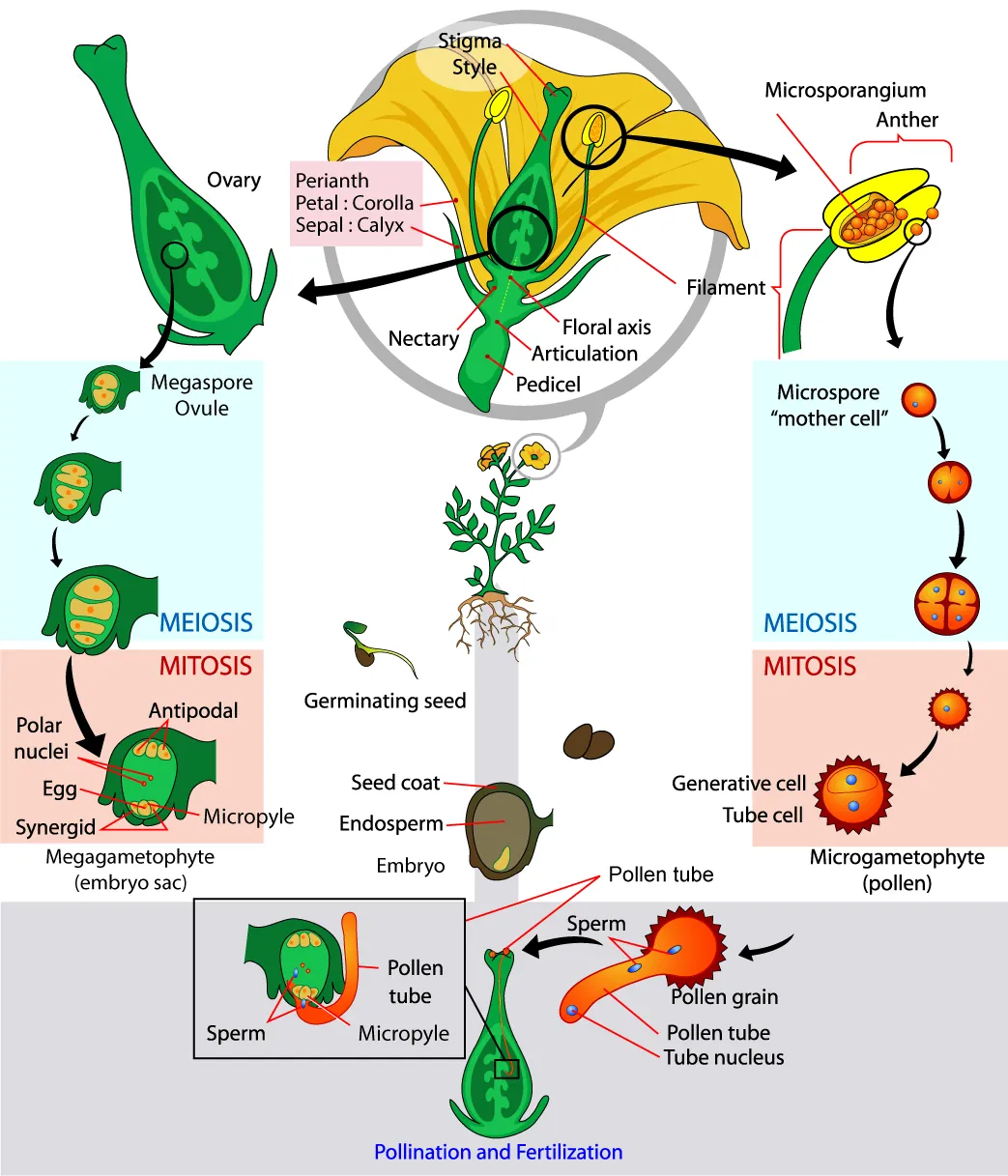 The parts of the flower are shown. The base of the perianth, which includes petals and sepals, is called the flora axis. A narrowing called the articulation separates the floral axis from the lower pedicel, which attached the flower to a stem. Microsporangia are in the anthers. Microspores, or mother cells form inside the microsporangia. The microspore undergoes meiosis, producing four cells, each of which becomes a grain of pollen with a hard coating. The pollen grain undergoes mitosis, producing a generative cell and a tube cell. Macrospores form inside vase-like carpel, in the ovules, which are in the ovaries. The macrospores undergo meiosis, producing four cells. The cells then undergo mitosis, producing three antipodals, two polar nuclei, and egg and two synergids, each with a nucleus. Together, these cells are called the megagametophyte, or embryo sac. Pollination occurs when a pollen grain lands on the stigma, the flat structure at the top of the carpel. The tube nucleus grows into the long style, to the ovary. There, the generative cell of the sperm fertilizes the egg.