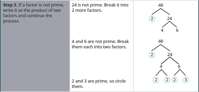 One row down, the first cell says: “Step 3. If a factor is not prime, write it as the product of two factors and continue the process.” In the second cell, the instructions say: “24 is not prime. Break it into 2 more factors.” The third cell contains the original factor tree, with 48 at the top and two downward-pointing branches terminating at 2, which is underlined, and 24. Two more branches descend from 24 and terminate at 4 and 6 respectively. One line down, the instructions in the middle of the cell say “4 and 6 are not prime. Break them each into two factors.” In the cell on the right, the factor tree is repeated once more. Two branches descend from the 4 and terminate at 2 and 2. Both 2s are circled. Two more branches descend from 6 and terminate at a 2 and a 3, which are both circled. The instructions on the left say “2 and 3 are prime, so circle them.”