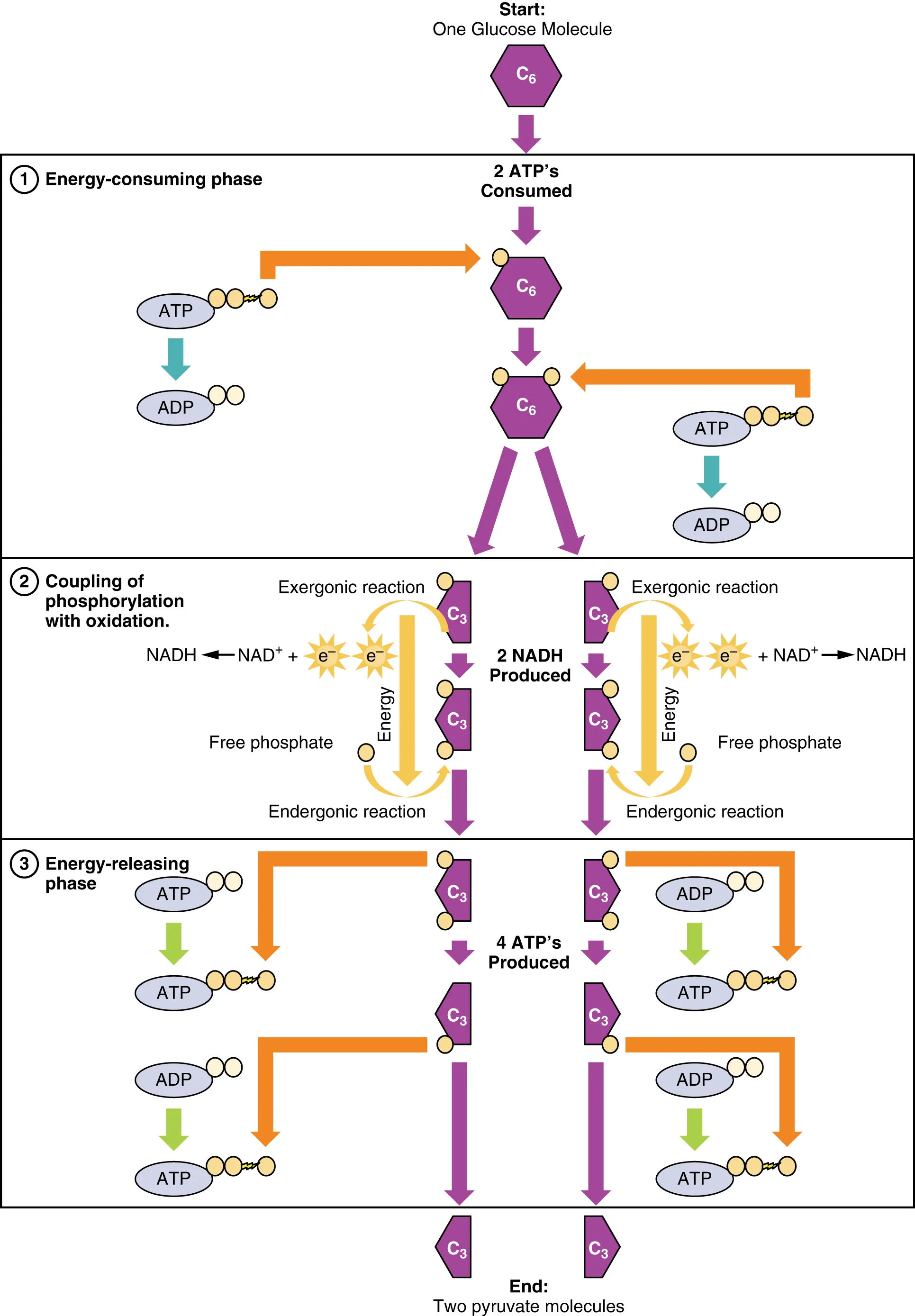 This flowchart shows the different steps in glycolysis in detail. The top panel shows the energy-consuming phase, the middle panel shows the coupling of phosphorylation with oxidation, and the bottom panel shows the energy-releasing phase.