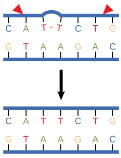 Illustration shows a DNA strand in which a thymine dimer has formed. Excision repair enzyme cut out the section of DNA that contains the dimer so it can be replaced with normal base pairs.