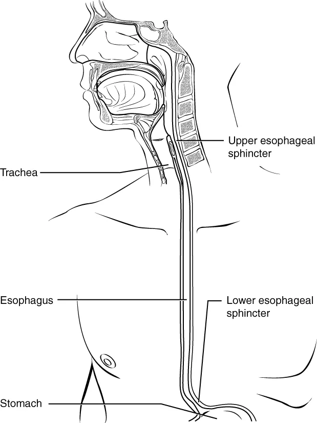 This diagram shows the esophagus, going from the mouth to the stomach. The upper and the lower esophageal sphincter are labeled.