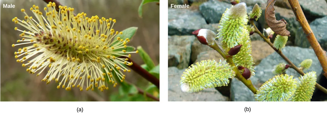Photo A shows the long, thin flower male of the white willow, which has long, hair-like appendages jutting out all along its length. Photo B shows the female flower from the same plant. The shape is similar, but the hair-like appendages are missing.