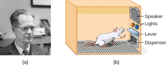 A photograph shows B.F. Skinner. An illustration shows a rat in a Skinner box: a chamber with a speaker, lights, a lever, and a food dispenser.