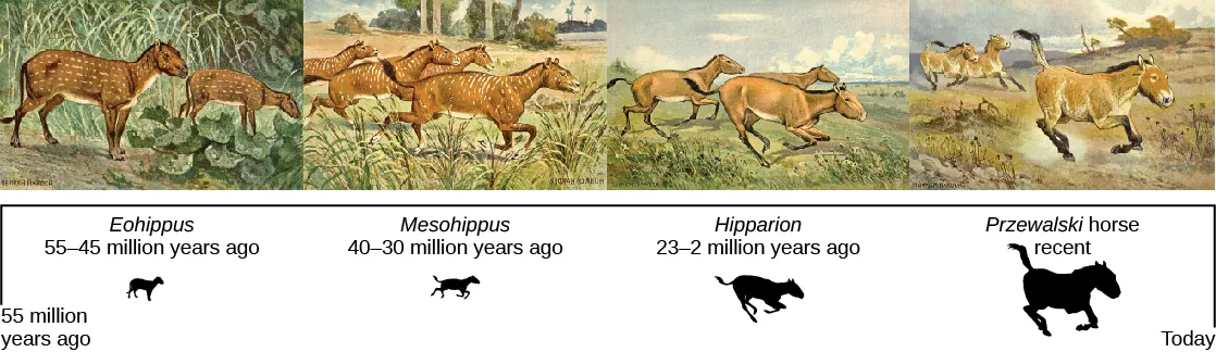 A series of paintings on a timeline from 55 million years ago to today showing 4 of the ancestors to the modern horse. The first in the series is Eohippus, which lived from 55 to 45 million years ago. It was a small, dog-sized, animal with 4 toes on the front feet and 3 on the back, a long tail, and a brown spotted coat. The second is Mesohippus, which lived from 40 to 30 million years ago. It was slightly larger than Eohippus with longer legs. It had 3 toes on the front and back feet. The third is Hipparion, which lived from 23 to 2 million years ago. It walked on its middle toe on each foot (now a hoof), but it still had vestiges of the remaining toes. It was much larger than Hipparion. The fourth is Przewalski’s horse, a recent but endangered horse. It is smaller and stockier than the domesticated horse with one toe (hoof) on each foot.