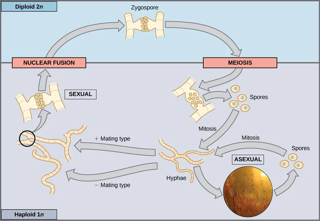 This illustration shows the life cycle of fungi. In fungi, the diploid (2n) zygospore undergoes meiosis to form haploid (1n) spores. Mitosis of the spores occurs to form hyphae. Hyphae can undergo asexual reproduction to form more spores, or they form plus and minus mating types that undergo nuclear fusion to form a zygospore.