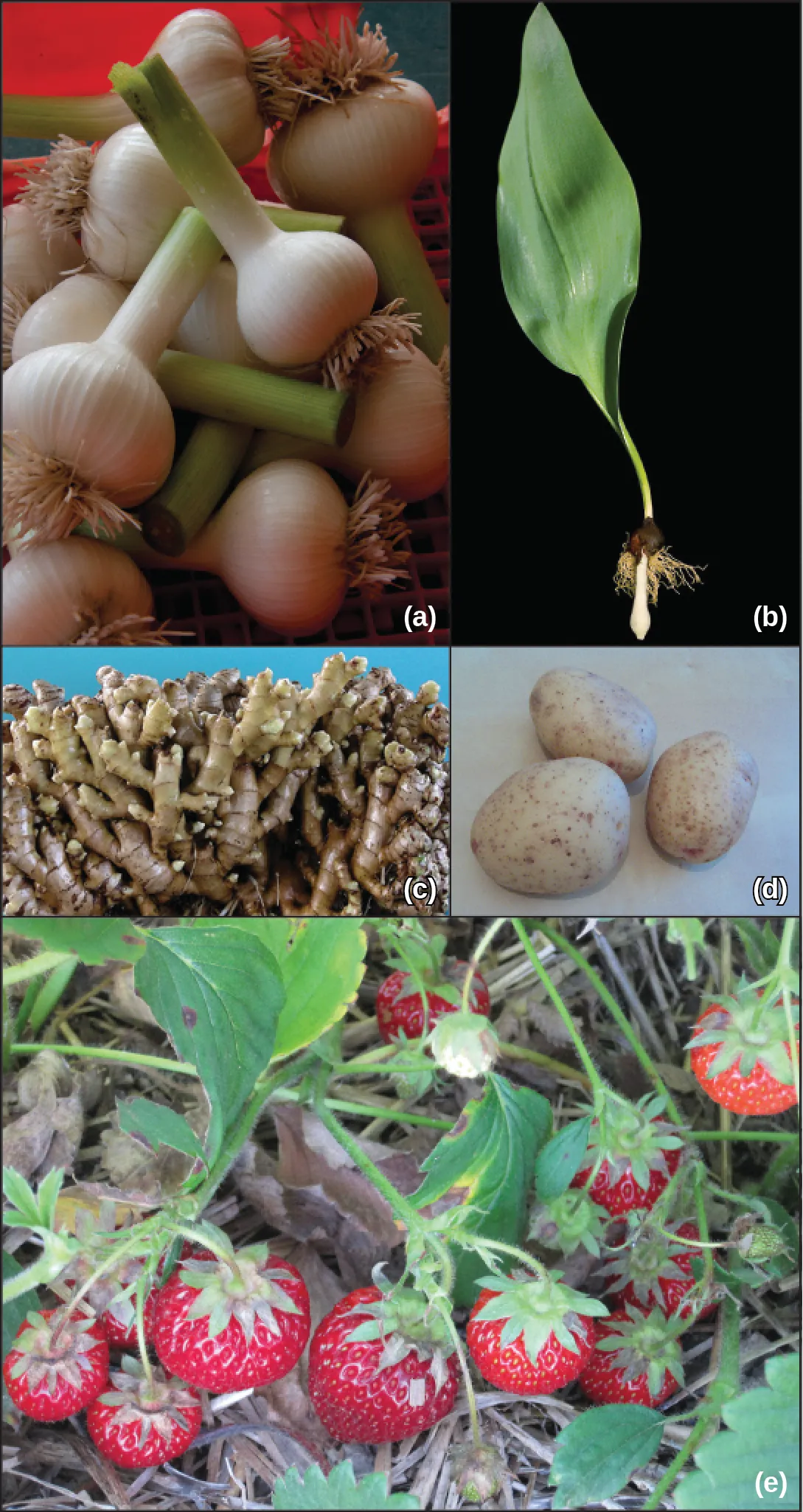 Photo A shows a garlic bulb, with a long tube extending upward.  Photo b shows a plant with a large green leaf whose stem turns into a root system.  Photo C shows a large bundle of ginger stems that are tubular shaped.  Photo D shows potatoes, which are somewhat oval shaped.  Photo E shows strawberries growing along the ground.