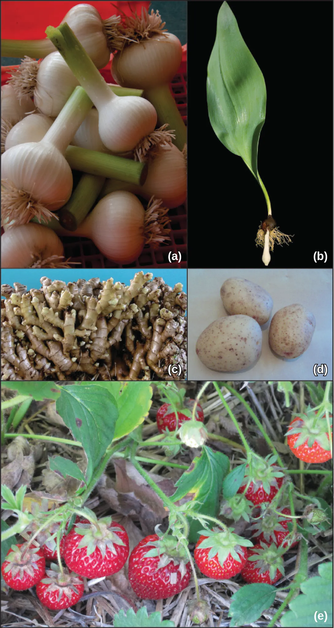 Photo A shows a garlic bulb, with a long tube extending upward. Photo b shows a plant with a large green leaf whose stem turns into a root system. Photo C shows a large bundle of ginger stems that are tubular shaped. Photo D shows potatoes, which are somewhat oval shaped. Photo E shows strawberries growing along the ground.