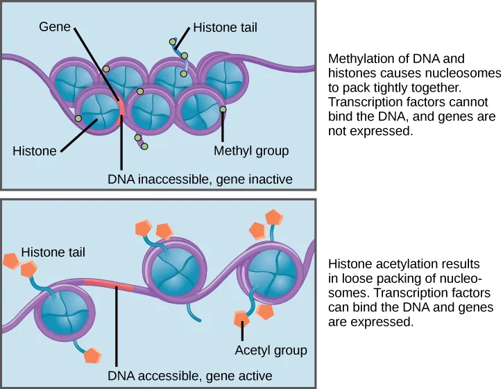 Nucleosomes are depicted as wheel-like structures. The nucleosomes are made up of histones, and have DNA wrapped around the outside. Each histone has a tail that juts out from the wheel. When DNA and the histone tails are methylated, the nucleosomes pack tightly together so there is no free DNA. Transcription factors cannot bind, and genes are not expressed. Acetylation of histone tails results in a looser packing of the nucleosomes. Free DNA is exposed between the nucleosomes, and transcription factors are able to bind genes on this exposed DNA.