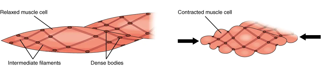 This figure shows smooth muscle contraction. The left panel shows the structure of relaxed muscle and the right panel shows contracted muscle cells.