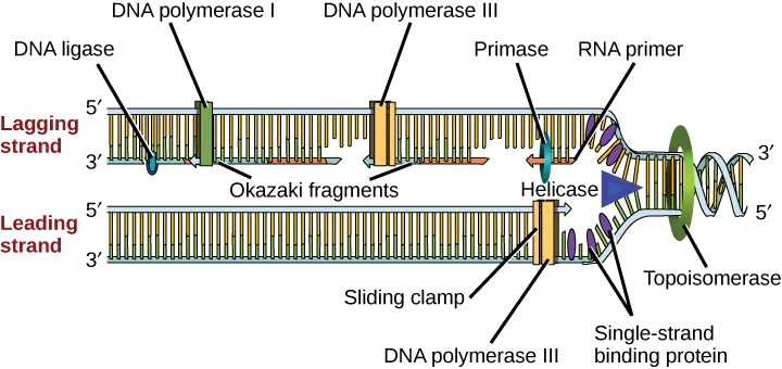 Illustration shows the replication fork. Helicase unwinds the helix, and single-strand binding proteins prevent the helix from re-forming. Topoisomerase prevents the DNA from getting too tightly coiled ahead of the replication fork. DNA primase forms an RNA primer, and DNA polymerase extends the DNA strand from the RNA primer. DNA synthesis occurs only in the 5' to 3' direction. On the leading strand, DNA synthesis occurs continuously. On the lagging strand, DNA synthesis restarts many times as the helix unwinds, resulting in many short fragments called “Okazaki fragments.” DNA ligase joins the Okazaki fragments together into a single DNA molecule.
