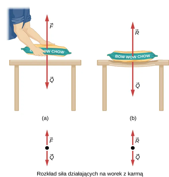 Na rysunku a przedstawiono osobę, która podnosi nad stołem worek z karmą dla psów. Siła F skierowana jest w górę, natomiast siła ciężkości Q worka z karmą posiada ten sam kierunek a zwrot przeciwny. Sytuację przedstawiono na diagramie sił, poniżej rysunku. Rysunek b przedstawia worek z karmą spoczywający nieruchomo na drewnianym stole. Siła R działa w górę, natomiast ciężar worka Q – w dół.