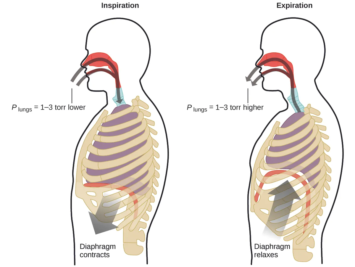 This figure contains two diagrams of a cross section of the human head and torso. The first diagram on the left is labeled “Inspiration.” It shows curved arrows in gray proceeding through the nasal passages and mouth to the lungs. An arrow points downward from the diaphragm, which is relatively flat, just beneath the lungs. This arrow is labeled “Diaphragm contracts.” At the entrance to the mouth and nasal passages, a label of P subscript lungs equals 1 dash 3 torr lower” is provided. The second, similar diagram, which is labeled “Expiration,” reverses the direction of both arrows. Arrows extend from the lungs out through the nasal passages and mouth. Similarly, an arrow points up to the diaphragm, showing a curved diaphragm and lungs reduced in size from the previous image. This arrow is labeled “Diaphragm relaxes.” At the entrance to the mouth and nasal passages, a label of P subscript lungs equals 1 dash 3 torr higher” is provided.