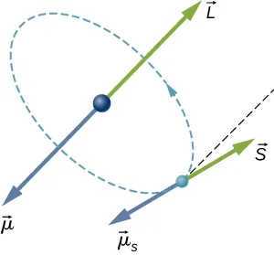 Orbita elektronu atomu jest przedstawiona jako mały okrąg umieszczony na obwodzie większego okręgu. Kierunek ruchu jest zgodny z kierunkiem ruchu wskazówek zegara. W jądrze atomu narysowany jest wektor L skierowany do góry (jeśli patrzymy na rysunek z góry) i wektor mi sub l skierowany w dół. Dla elektronu narysowano wektor S nachylony pod pewnym kątem do wektora L oraz wektor mi sub s skierowany przeciwnie do wektora S.