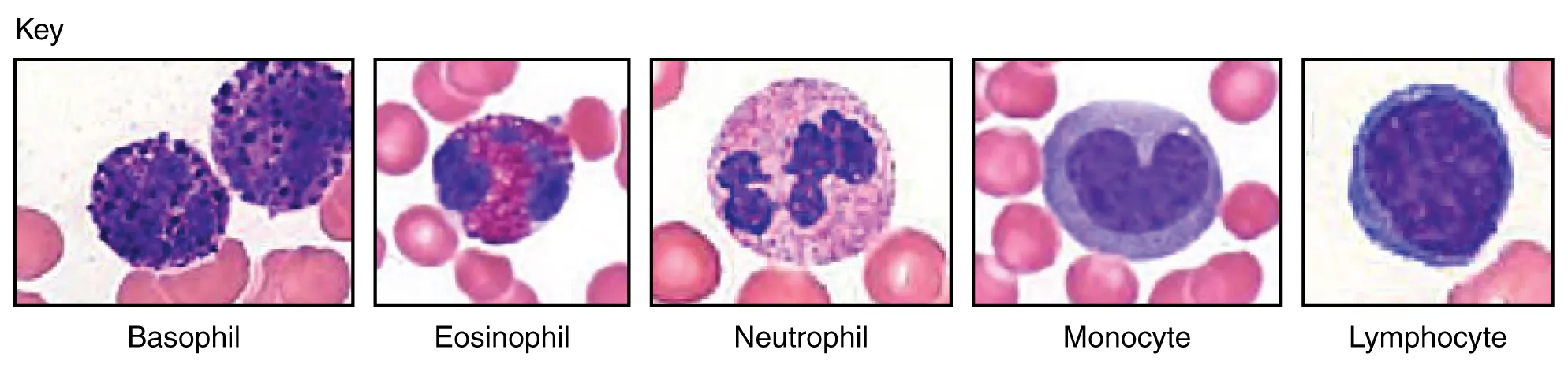 This figure shows micrographs of the different types of leukocytes. From left to right, the order of leukocytes shown are: basophil, eosinophil, neutrophil, monocyte, and lymphocyte.