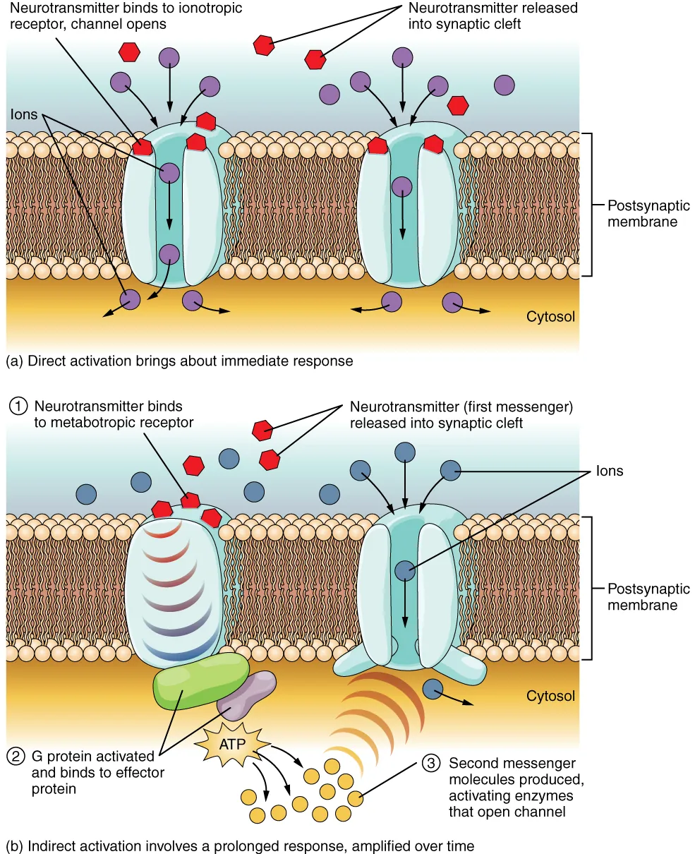 This diagram contains two images, labeled A and B. Both images show a cross section of a postsynaptic membrane. There are two proteins embedded in each of the two membrane cross sections. In diagram A, direct activation brings about an immediate response. Here, both of the membrane proteins are ion channels. Several hexagonal neurotransmitters bind to ionotropic receptors on the extracellular fluid side of the channels. The binding of neurotransmitters causes the channels to open, allowing ions to flow from the extracellular fluid into the cytosol. Image B shows indirect activation, which involves a prolonged response, amplified over time. Here, one of the cell membrane proteins is solid while the other is a channel. Neurotransmitters bind to metabotropic receptors on the extracellular side of the solid protein. This triggers the solid protein to activate a G protein in the cytoplasm. The G protein binds to an effector protein in the cytoplasm, which results in the production of several second messenger particles. The second messenger activates enzymes that open the channel protein, allowing ions to enter the cytoplasm.