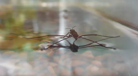 Photo shows an insect with long, thin legs standing on the surface of water.