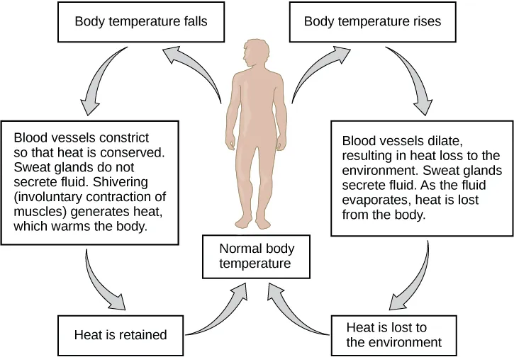 Flow chart shows how normal body temperature is maintained. If the body temperature rises, blood vessels dilate, resulting in loss of heat to the environment. Sweat glands secrete fluid. As this fluid evaporates, heat is lost form the body. As a result, the body temperature falls to normal body temperature. If body temperature falls, blood vessels constrict so that heat is conserved. Sweat glands do not secrete fluid. Shivering (involuntary contraction of muscles) releases heat which warms the body. Heat is retained, and body temperature increases to normal.