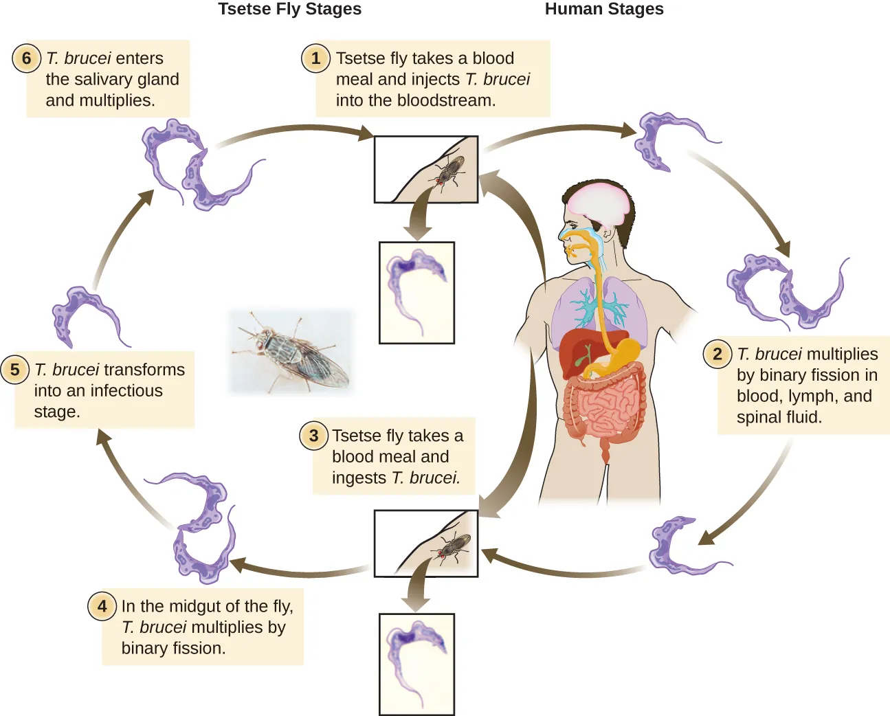 The life cycle of Trypanosoma brucei takes place in both tsetse fly and humans. When the tsetse fly takes a blood meal it inject T. brucei into the bloodstream of a human. There the T. brucei multiplies by binary fission in blood, lymph, and spinal fluid. When another tsetse fly takes a blood meal it ingests T. brucei which multiplies by binary fission in the midgut of the fly. The T. brucei then transforms into an infectious stage which enters the salivary glands and multiplies. This can then be spread to another human.