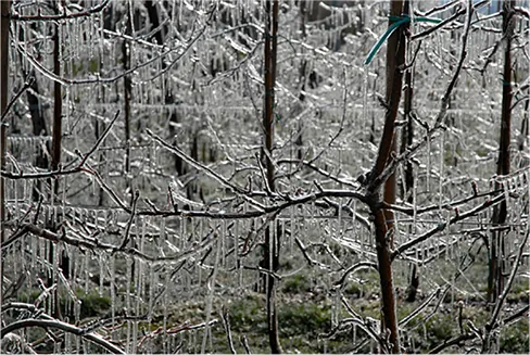 Zdjęcie sopli lodu zwisających z gałęzi drzew.