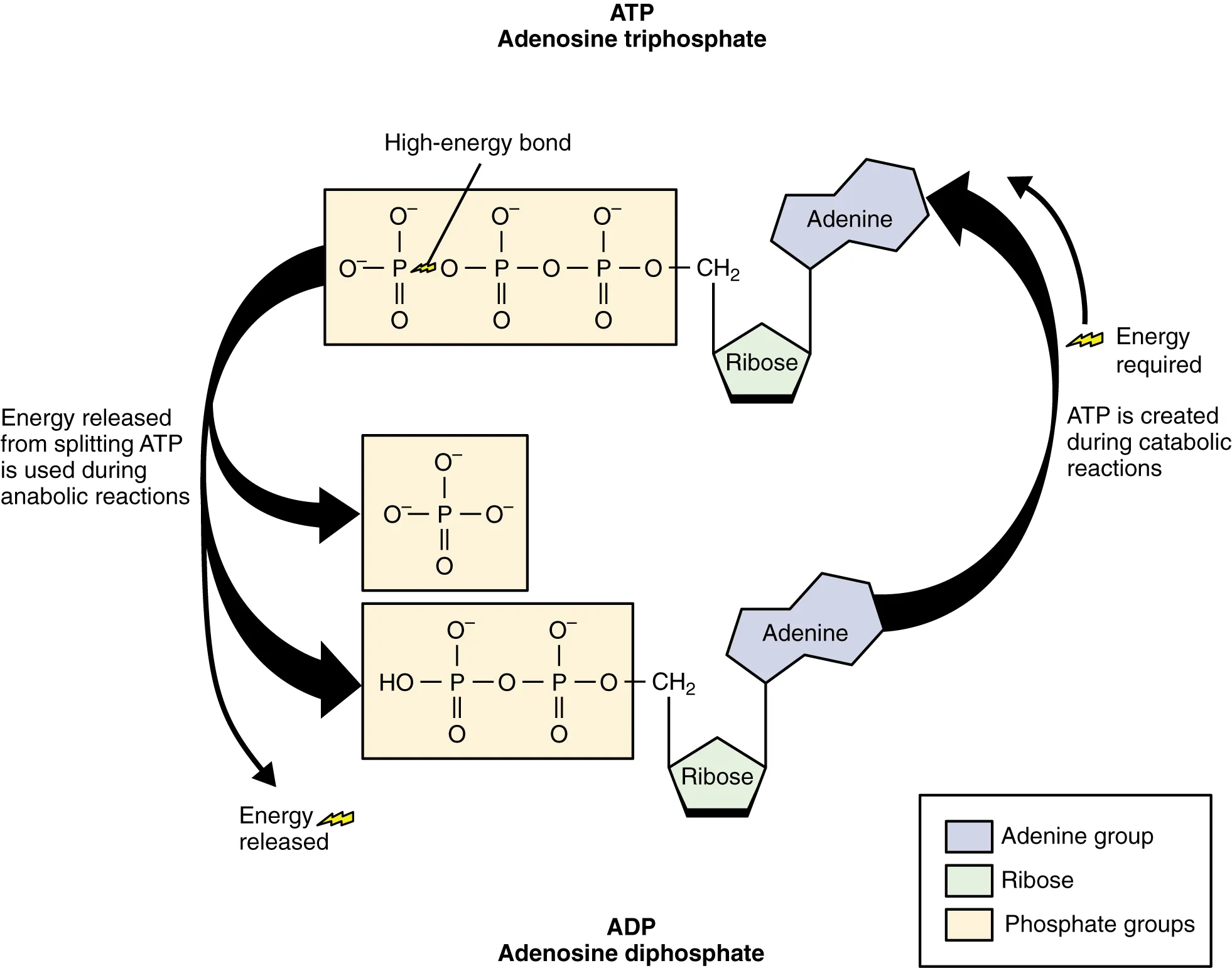 This diagram shows the chemical structure of adenosine triphosphate, and how different reactions add or remove phosphate groups.