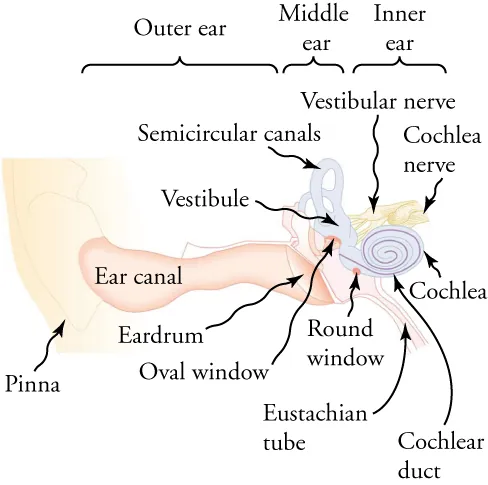 The outer ear contains the ear canal, the middle ear contains the eardrum and oval window, and the inner ear contains the cochlea.