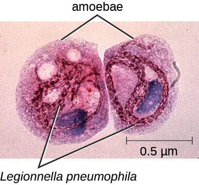 A micrograph of two circular cells next to each other. The label “amoebae” points to the exterior of both cells and the label “Legionnella pneumophila” points to parts within. A scale bar indicates that the diameter of each cell is approximately half a micrometer