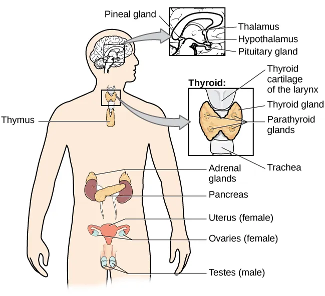 A diagram of the human body illustrates the locations of the thymus, several parts within the brain (pineal gland, thalamus, hypothalamus,  pituitary gland), several parts within the thyroid (cartilage of the larynx, thyroid gland, parathyroid glands, trachea), the adrenal glands, pancreas, uterus (female), ovaries (female), and testes (male).