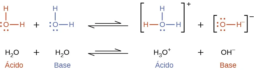 Esta figura tiene dos filas. En ambas filas se muestra una reacción química. En la primera, se proporcionan fórmulas estructurales. En este modelo, en púrpura, hay un átomo de O que tiene enlaces simples con átomos de H por encima y a la derecha. El átomo de O tiene pares de puntos de electrones en sus lados izquierdo e inferior. A esto le sigue un signo de suma, que es seguido en verde por un átomo de O que tiene enlaces simples con átomos de H por encima y a la derecha. El átomo de O tiene pares de puntos de electrones en sus lados izquierdo e inferior. Sigue una flecha doble. A la derecha, entre paréntesis, hay una estructura con un átomo de O central en verde que tiene enlaces simples con átomos de H verdes por encima y a la derecha. Un par de puntos de electrones verdes se encuentran en la parte inferior del átomo de O. A la izquierda del átomo de O verde, un átomo de H púrpura tiene un enlace simple. Fuera de los paréntesis, a la derecha, hay un superíndice de signo más. A continuación aparece un signo de suma y un átomo de O en púrpura con pares de puntos de electrones arriba, a la izquierda y abajo. Un átomo de H tiene un enlace simple a la derecha. Este átomo tiene un superíndice de signo negativo. La reacción está escrita en forma simbólica a continuación. H subíndice 2 O está etiquetado en púrpura abajo como "Ácido subíndice 1". A esto le sigue el signo más H subíndice 2 O, que está etiquetado en verde abajo como "Base subíndice 2". Sigue una flecha de doble punta. A la derecha aparece H subíndice 3 O superíndice signo más, que está etiquetado en verde abajo como "Ácido subíndice 2". A esto le siguen el más y O con pares de puntos por encima, por debajo y a la izquierda con un H de enlace simple a la derecha con un superíndice negativo. La etiqueta de abajo, en púrpura, dice: "Base subíndice 1".