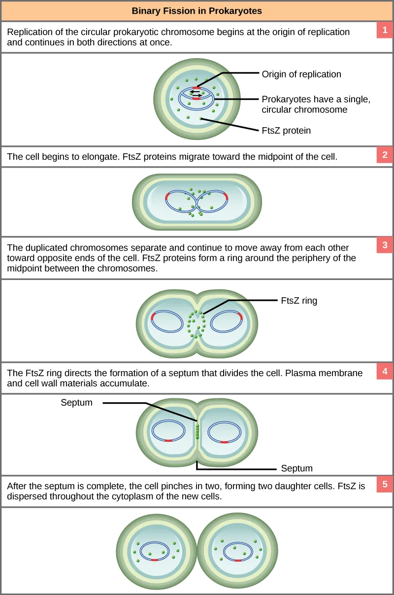 This illustration shows the steps of binary fission in prokaryotes. Replication of the single, circular chromosome begins at the origin of replication and continues simultaneously in both directions. As the D N A is replicated, the cell elongates, and upper case F lower case t lower case s upper case Z proteins migrate toward the center of the cell where they form a ring. The upper F lower t lower s upper Z ring directs the formation of a septum that divides the cell in two once D N A replication is complete.