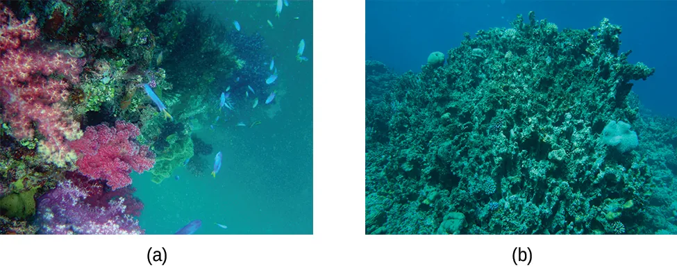 This figure contains two photographs of coral reefs. In a, a colorful reef that includes hues of purple and pink corals is shown in blue green water with fish swimming in the background. In b, grey-green mossy looking coral is shown in a blue aquatic environment. This photo does not have the colorful appearance or fish that were shown in figure a.