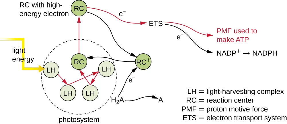 Light energy strikes LH (light-harvesting complex) in a photosystem. This energy is transferred to other LH & to RC (reaction center). This energy excites an electron in the RC, this electron then passes through an ETS (electron transport system) and the PMF (proton motive force) is used to MAKE ATP. The ETC aslo produces NADP which is converted to NADPH. The electron in the RC is replaced from H2A which is then converted to A.