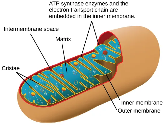 This illustration shows the structure of a mitochondrion, which has an outer membrane and an inner membrane. The inner membrane has many folds, called cristae. The space between the outer membrane and the inner membrane is called the intermembrane space, and the central space of the mitochondrion is called the matrix. A T P synthase enzymes and the electron transport chain are located in the inner membrane.