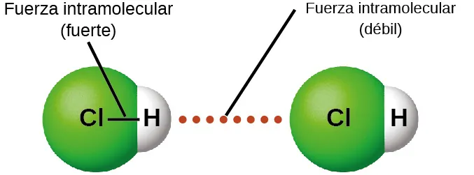 Se muestra una imagen en la que dos moléculas compuestas por una esfera verde marcada como "C l" conectada a la derecha con una esfera blanca marcada como "H" están cerca la una de la otra con una línea de puntos marcada como "Fuerza intermolecular ( débil )" dibujada entre ellas. Una línea conecta las dos esferas de cada molécula y la línea está marcada como "Fuerza intramolecular ( fuerte )".