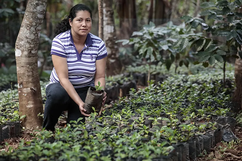 A person holding a potted seedling crouches among coffee plants.
