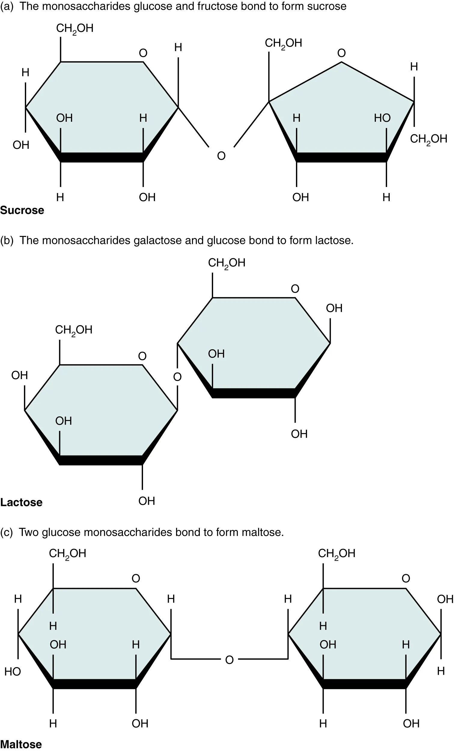 This figure shows the structure of sucrose, lactose, and maltose.