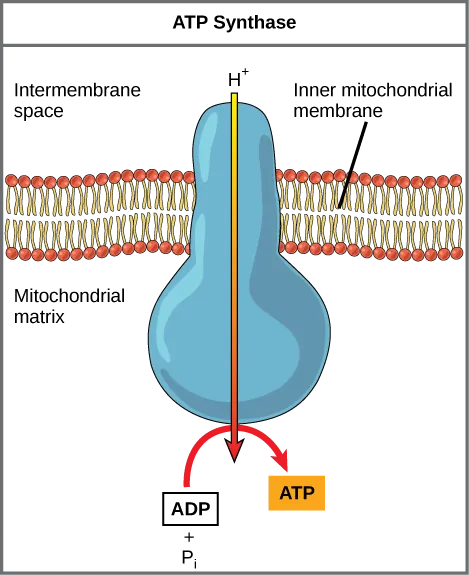 This illustration shows an A T P synthase enzyme embedded in the inner mitochondrial membrane. A T P synthase allows protons to move from an area of high concentration in the intermembrane space to an area of low concentration in the mitochondrial matrix. The energy derived from this exergonic process is used to synthesize A T P from A D P and inorganic phosphate.