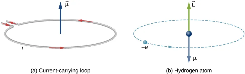 Figure (a) shows a current carrying loop. The loop has current I circulating counterclockwise as viewed from above. A vector mu pointing upward is shown at the center of the loop. Figure (b) shows the hydrogen atom as an electron, represented as a small ball and labeled minus e, making a counterclockwise circular orbit, as viewed from above. A sphere, a vector mu pointing downward, and a vector L pointing upward are shown in the center of the orbit.