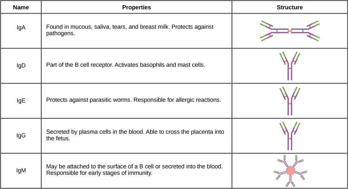 Table shows the structure and function of the five types of immunoglobulins: IgA, IgD, IgE, IgG and IgM. IgD, IgA and IgG all have a Y-shaped structure. IgD is part of the B cell receptor, and activates basophils and mast cells. IgE protects against parasitic worms, and is responsible for allergic reactions. IgG is secreted by plasma cells in the blood, and is able to cross the placenta into the fetus. IgA consist of two Y-shaped structures connected at their trunk. It is found in mucous, saliva, tears and breast milk, and protects against pathogens. IgM consists of five Y-shaped structures connected to a pentagram, with the top of the Ys facing out. It may be attached to the surface of B cells or secreted in the blood, and is responsible for the early stages of immunity.