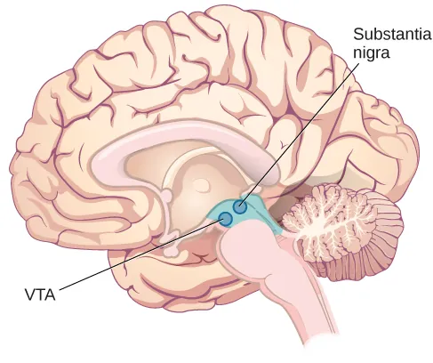 An illustration shows the location of the substantia nigra and VTA in the brain.