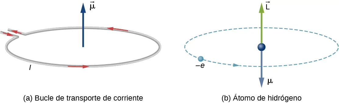 La figura (a) muestra un bucle de transporte de corriente. El bucle tiene la corriente I circulando en sentido contrario a las agujas del reloj vista desde arriba. En el centro del bucle se muestra un vector mu que apunta hacia arriba. La figura (b) muestra el átomo de hidrógeno como un electrón, representado como una pequeña bola y marcado como menos e, realizando una órbita circular en sentido contrario a las agujas del reloj, visto desde arriba. En el centro de la órbita se muestra una esfera, un vector mu que apunta hacia abajo y un vector L que apunta hacia arriba.