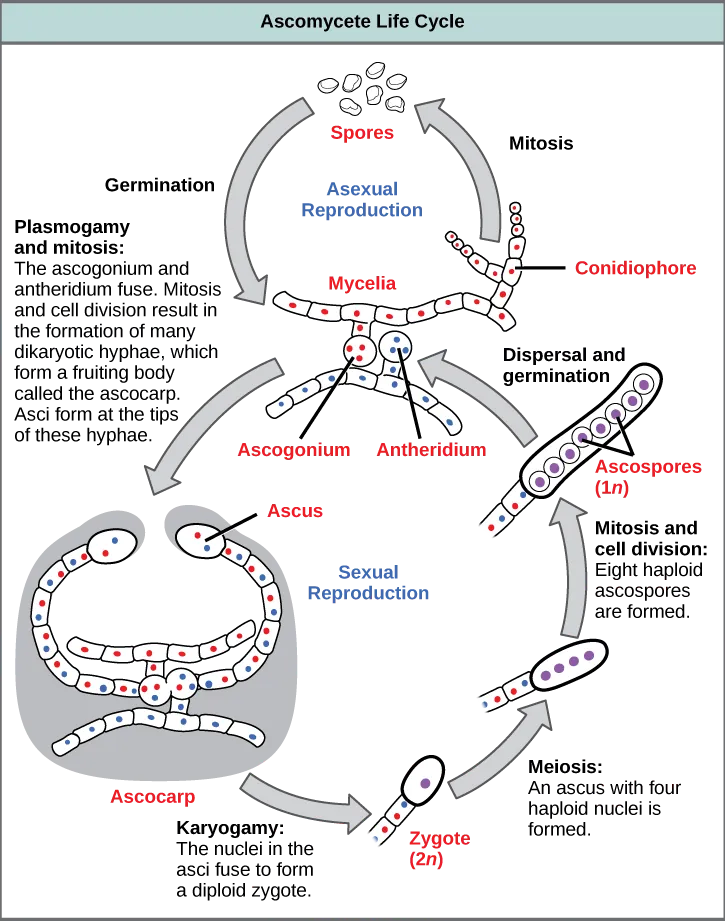  Ascomycetes have both sexual and asexual life cycles. In the asexual life cycle, the haploid (1n) mycelium branches into a chain of cells called the conidiophore. Spores bud from the end of the conidiophore and germinate to form more mycelia. In the sexual life cycle, a round structure called an antheridium buds from the male strain, and a similar structure called the ascogonium buds from the female strain. In a process called plasmogamy, the ascogonium and antheridium fuse to form a cell with multiple haploid nuclei. Mitosis and cell division result in the growth of many hyphae, which form a fruiting body called the ascocarp. The hyphae are dikaryotic, meaning they have two haploid nuclei. Asci form at the tips of these hyphae. In a process called karyogamy, the nuclei in the asci fuse to form a diploid (2n) zygote. The zygote undergoes meiosis without cell division, resulting in an ascus with four 1n nuclei arranged in a row. Each nucleus undergoes mitosis, resulting in eight ascospores, which are also arranged in a row at the tip of the hyphae. Dispersal and germination results in the growth of new mycelia.