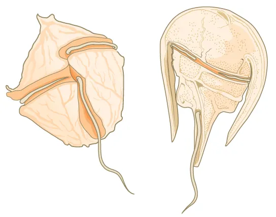 The illustration shows two dinoflagellates. The first is walnut-shaped, with a groove around the middle and another perpendicular groove that starts at the middle and extends back. Flagella fit in each groove. The second dinoflagellate is horseshoe-shaped, with the body extending from the wide part of the horseshoe toward the narrow end. Like the first dinoflagellate, this one has two perpendicular grooves, each containing a flagellum.